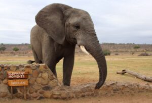 Jabulani Elephant Hoedspruit