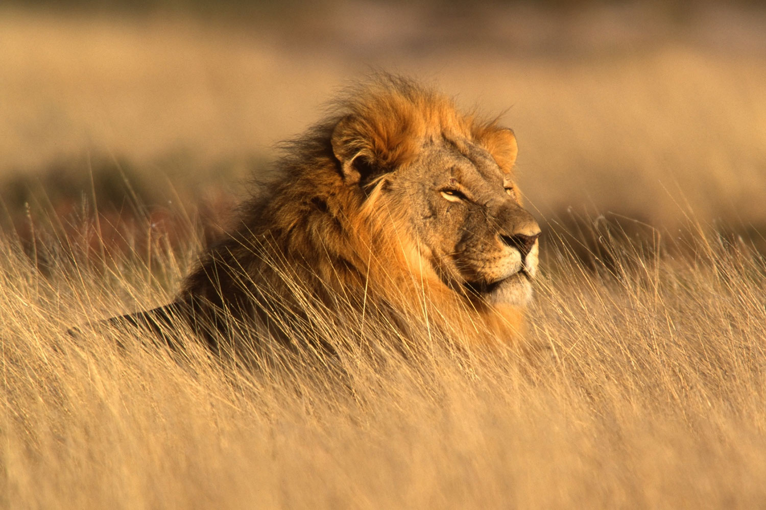 The Lion Still Roars