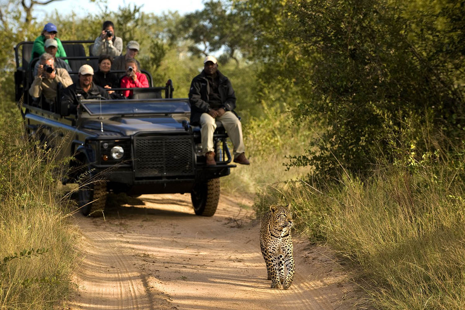 Leopard während Pirschfahrt in Südafrika