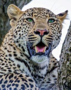 Luipaard Safari Zuid-Afrika Kuger National Park