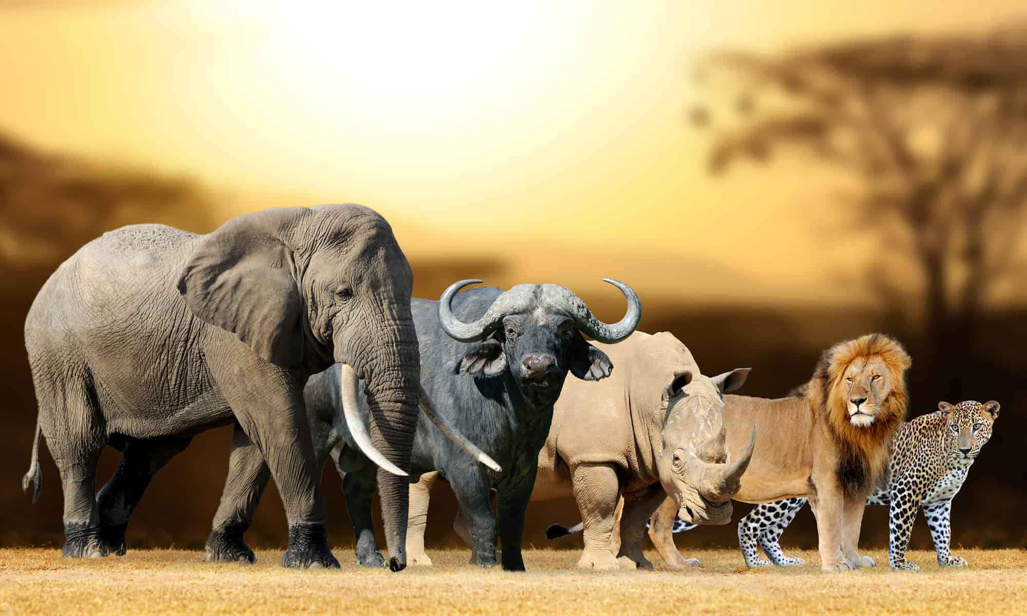 The Big Five - The Superstars of the South African Bush - Moya Safari